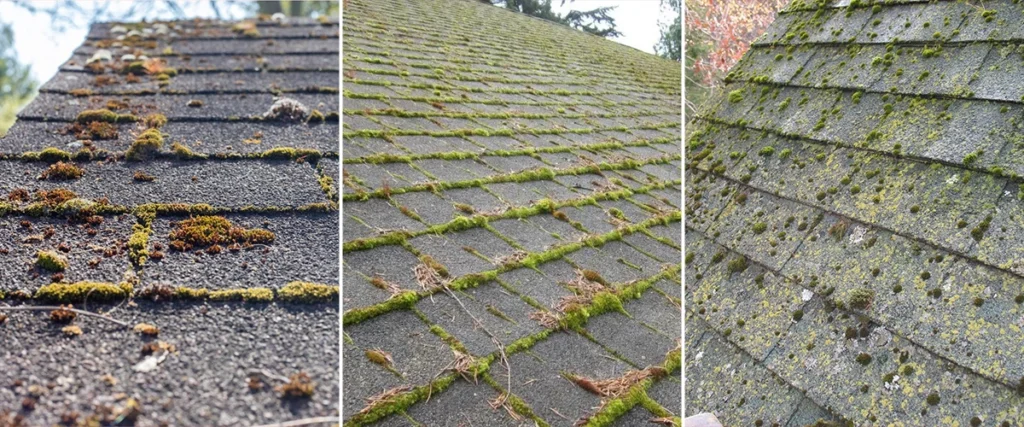 difference between roof algae, moss and lichen on asphalt shingles